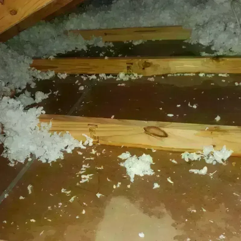 Attic Water Damage in Haubstadt, IN